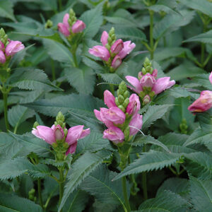 Lyon's Turtlehead flowers