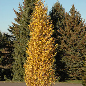 Dakota Pinnacle Japanese White Birch in fall