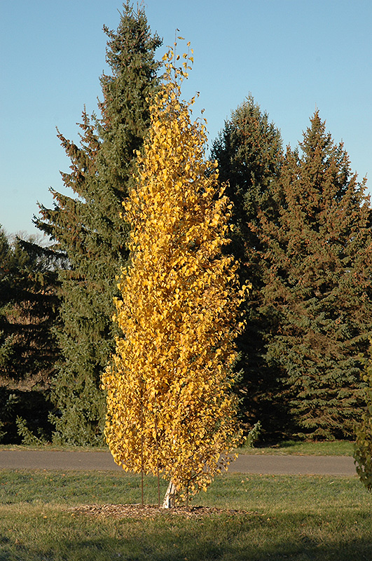 Dakota Pinnacle Japanese White Birch in fall
