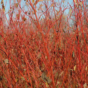 Cardinal Dogwood bark