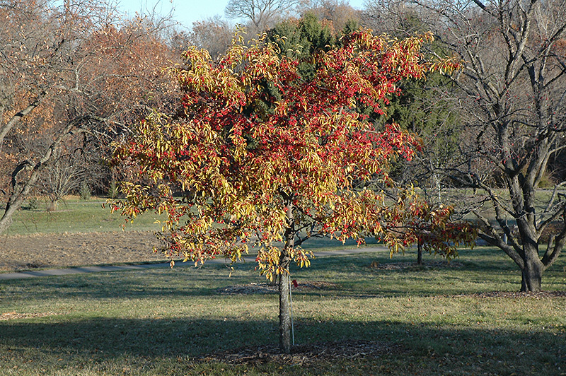 Sugar Tyme Flowering Crab in fall