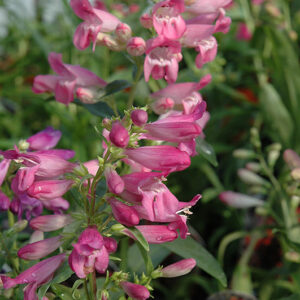 Dwarf Rondo Mix Beard Tongue flowers