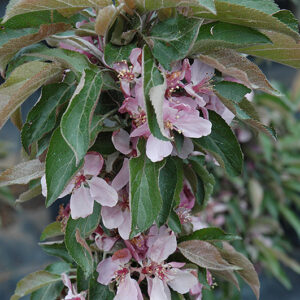 Dreamweaver Flowering Crab flowers