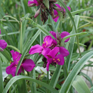 Red Grape Spiderwort flowers