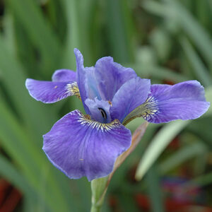 Silver Edge Siberian Iris flowers