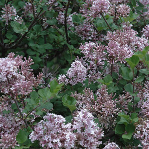 Dwarf Korean Lilac flowers