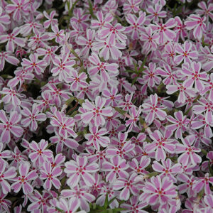 Candy Stripe Moss Phlox flowers