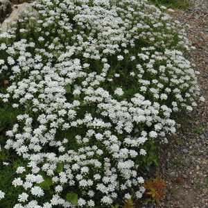 Little Gem Candytuft in bloom