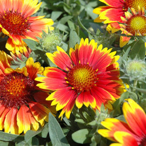 Arizona Sun Blanket Flower flowers