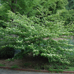 Pagoda Dogwood in bloom