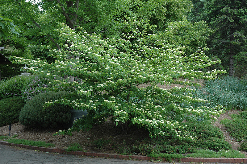 Pagoda Dogwood in bloom