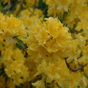 Lemon Lights Azalea flowers