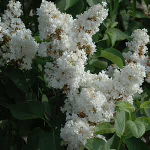 Fiala Remembrance Lilac flowers
