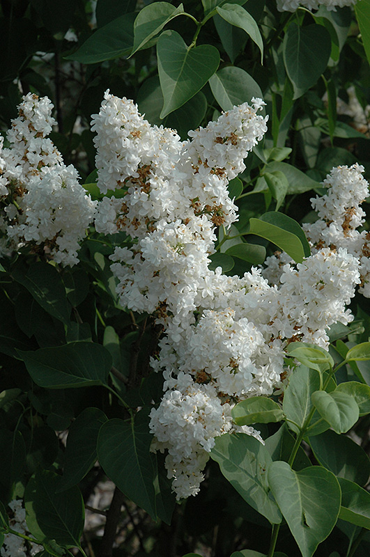 Fiala Remembrance Lilac flowers