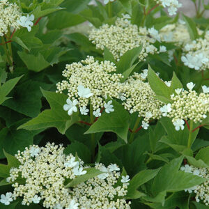 Alfredo Highbush Cranberry flowers