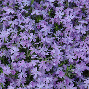 Emerald Blue Moss Phlox flowers