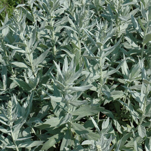 White Mugwort foliage