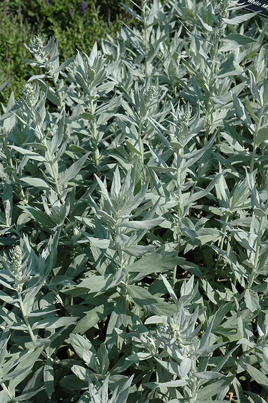 White Mugwort foliage