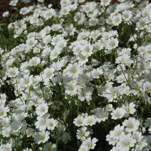 Snow-In-Summer flowers