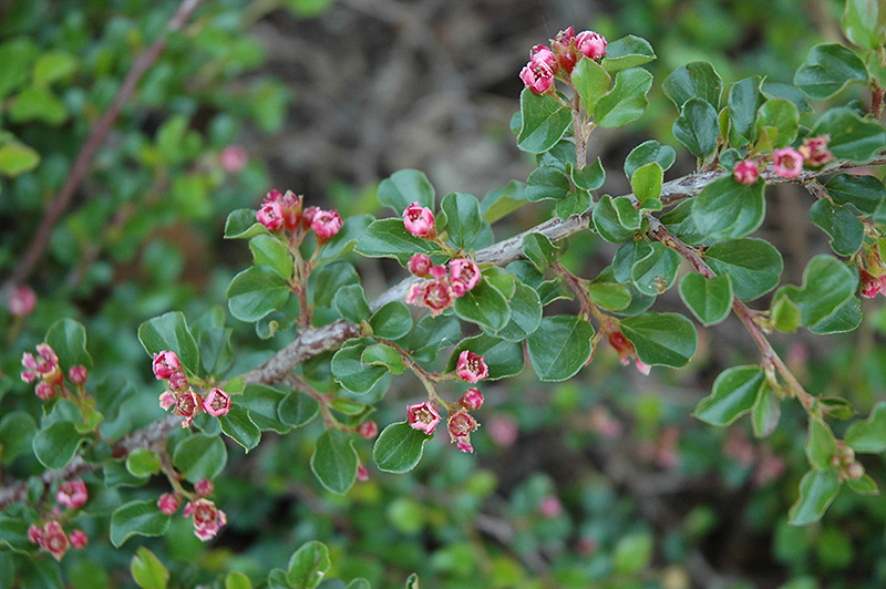 Tom Thumb Cotoneaster flowers