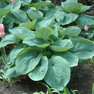 Elegans Hosta