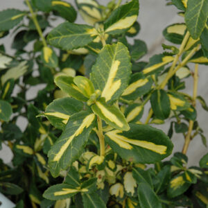 Blondy&reg; Wintercreeper foliage
