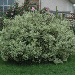 Ivory Halo Dogwood