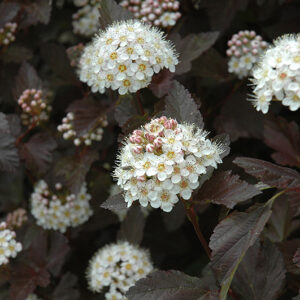 Diablo® Ninebark flowers