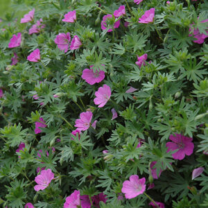 Bloody Cranesbill flowers