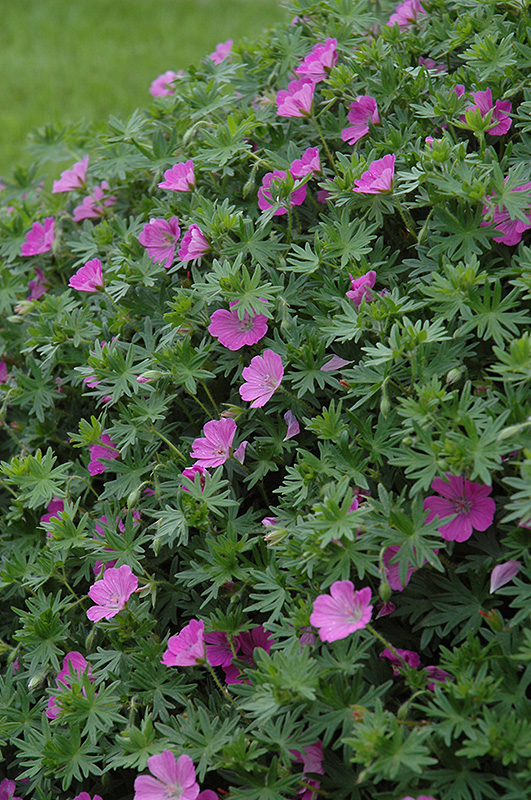 Bloody Cranesbill flowers