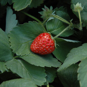 Fort Laramie Strawberry fruit