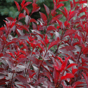 Purpleleaf Sandcherry foliage