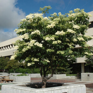 Ivory Silk Japanese Tree Lilac in bloom
