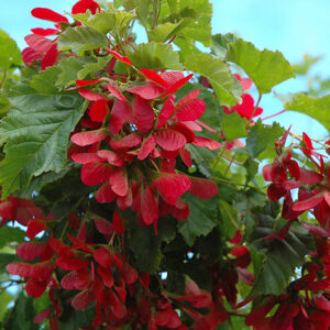 Hot Wings Tatarian Maple fruit