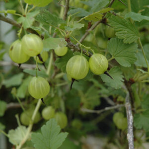 Hinnonmaki Yellow Gooseberry fruit