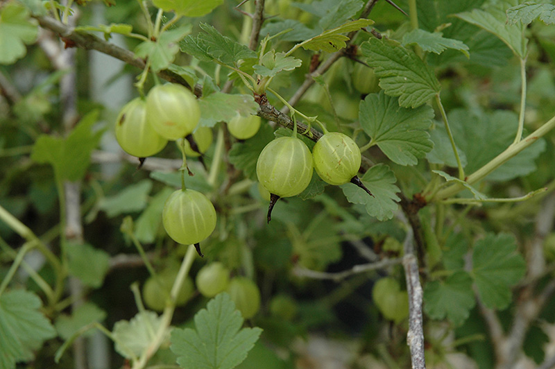 Hinnonmaki Yellow Gooseberry fruit