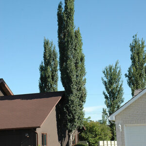 Columnar Swedish Aspen