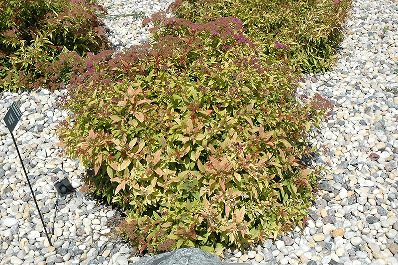 Flaming Mound Spirea
