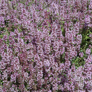 Mother-of-Thyme in bloom