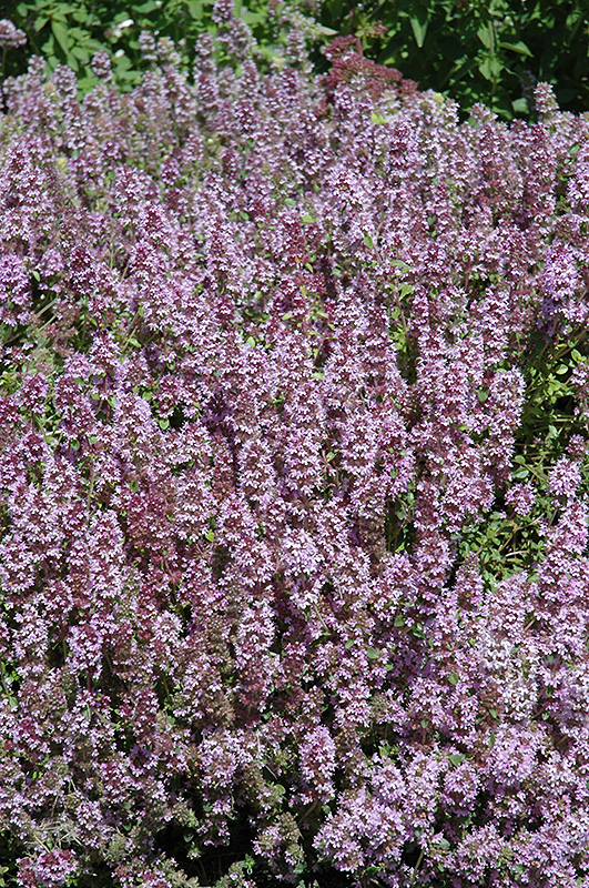 Mother-of-Thyme in bloom