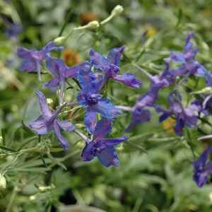 Blue Butterfly Delphinium flowers