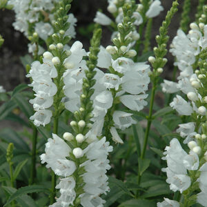 Miss Manners Obedient Plant flowers