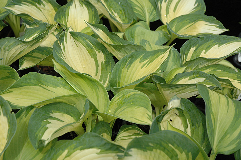 June Hosta foliage