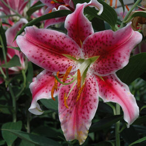 Stargazer Lily flowers