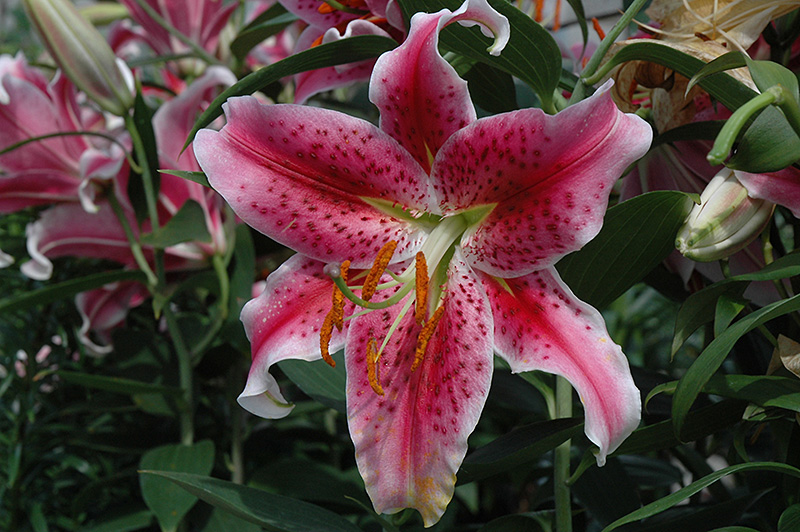 Stargazer Lily flowers