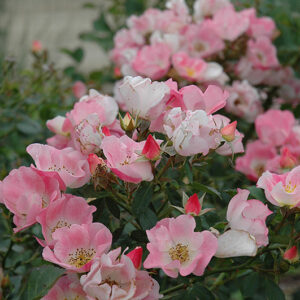 Carefree Delight Rose flowers