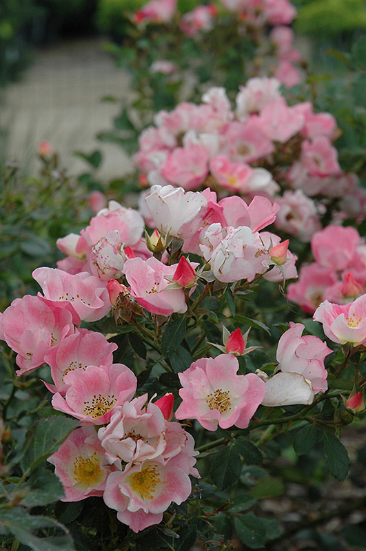 Carefree Delight Rose flowers