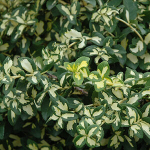Moonshadow Wintercreeper foliage