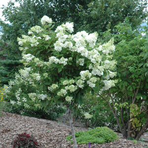 Pink Diamond Hydrangea (tree form) in bloom