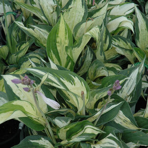 Revolution Hosta in bloom